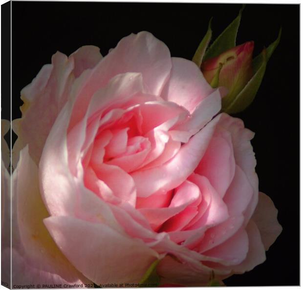 Pink Rose Blossom Double Bloom with Rosebud Canvas Print by PAULINE Crawford