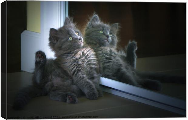 Cute Nebelung Kitten in Mirror Double Trouble Canvas Print by PAULINE Crawford