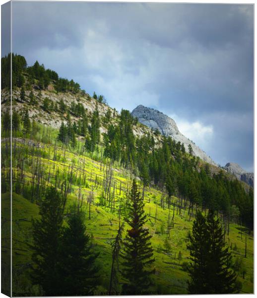 Canadian Rocky Mountains Fire Burned the Trees on the Hillside Canvas Print by PAULINE Crawford