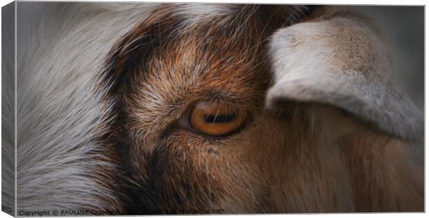 Eye of the Goat Canvas Print by PAULINE Crawford