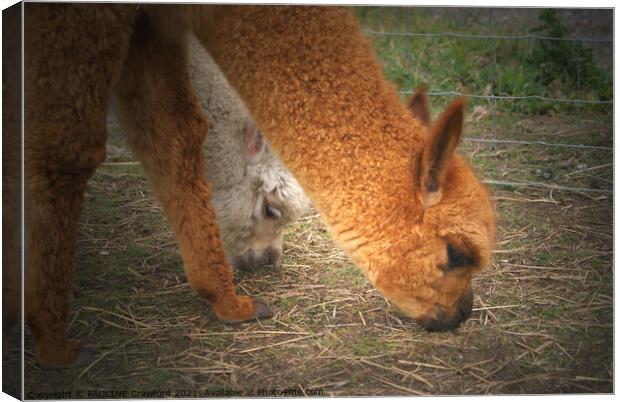 2 Alpaca Lamas Nibbling Grass Canvas Print by PAULINE Crawford