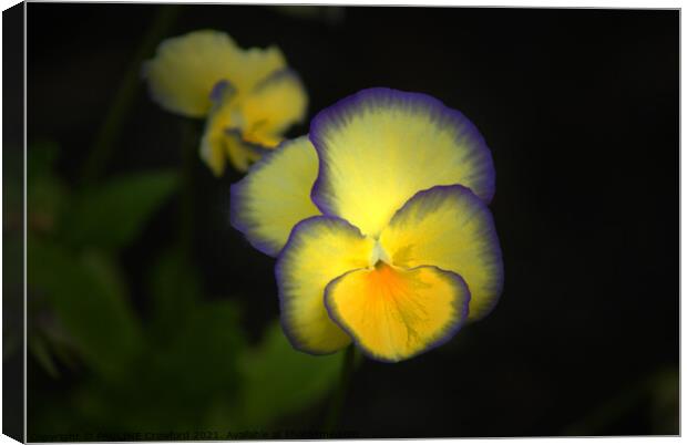 Yellow and Purple Pansies Bright Pansy Photo Canvas Print by PAULINE Crawford