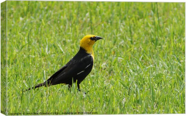 Yellow Black Bird in Green Grass Field Canvas Print by PAULINE Crawford