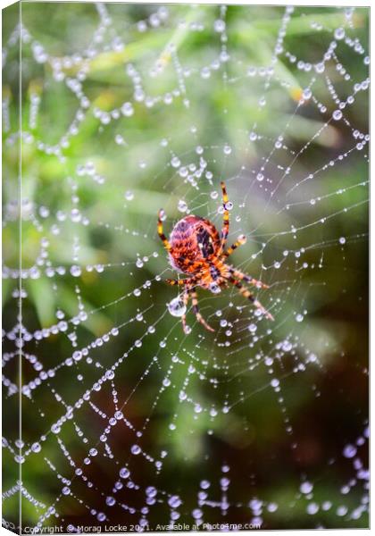 Spider and rain drops on the web Canvas Print by Morag Locke
