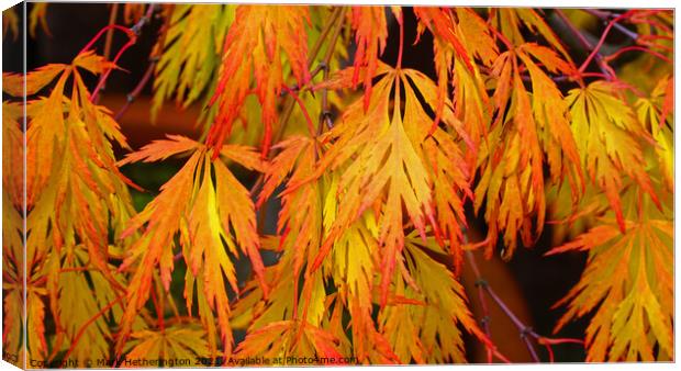Acer Autumn colour Canvas Print by Mark Hetherington