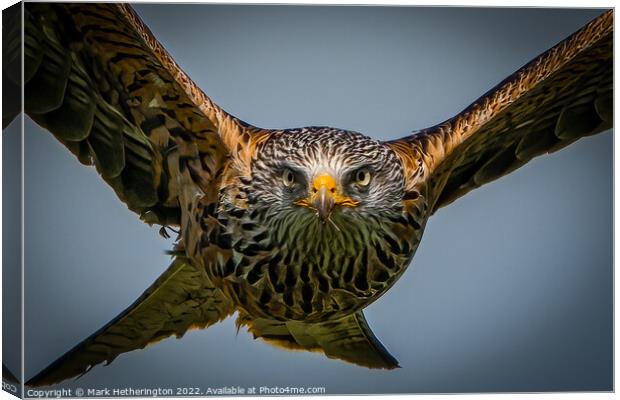 Incoming Red Kite Canvas Print by Mark Hetherington