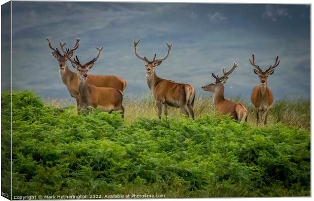 Red Deer in North West of Scotland Canvas Print by Mark Hetherington