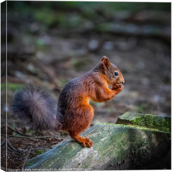 Red squirrel in the woods Canvas Print by Mark Hetherington