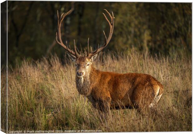 Monarch of the Fell Canvas Print by Mark Hetherington