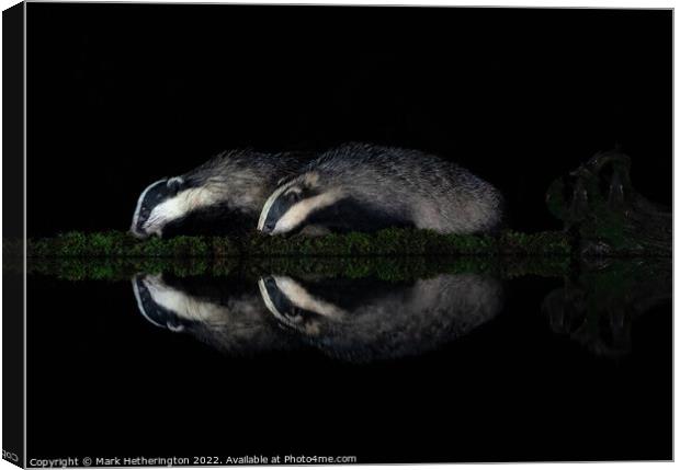 Badgers in reflection Canvas Print by Mark Hetherington