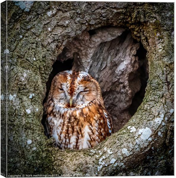 Tawny Owl Canvas Print by Mark Hetherington
