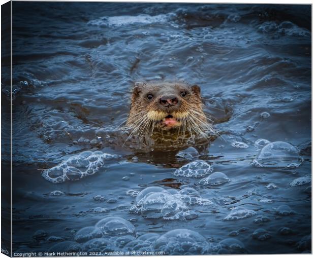 An Otter pops up to say Hello! Canvas Print by Mark Hetherington
