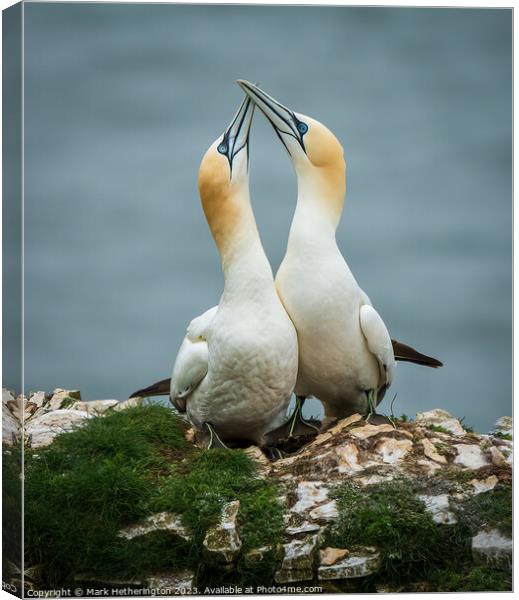 Gannets getting to know each other Canvas Print by Mark Hetherington