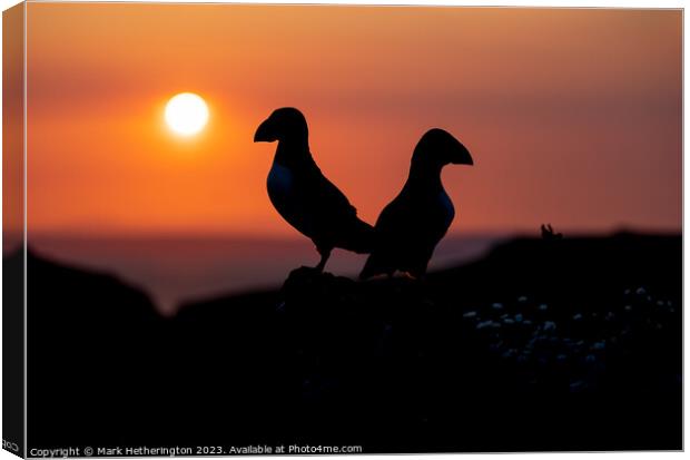 Sunset Puffins Canvas Print by Mark Hetherington