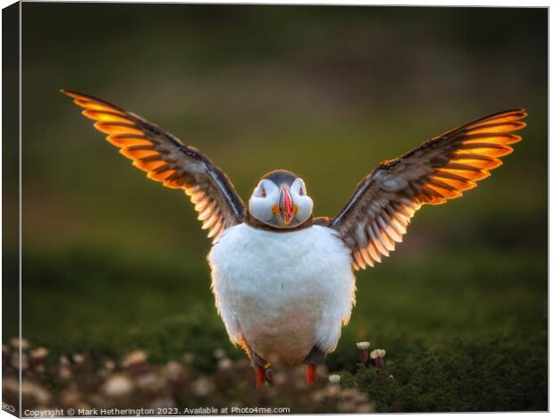 Puffin basking in the sunset on Skomer Canvas Print by Mark Hetherington
