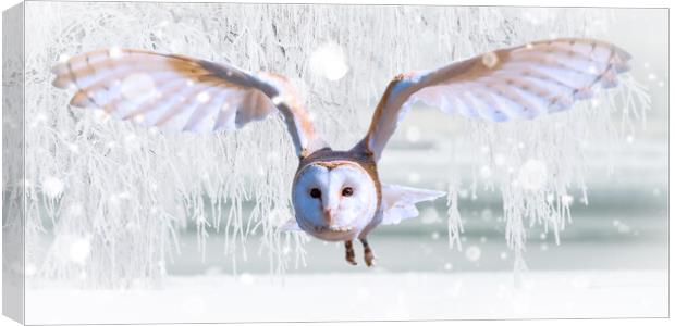 Barn Owl In The Snow Canvas Print by Picture Wizard