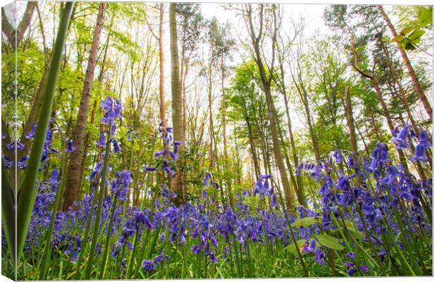 In The Bluebells Canvas Print by Picture Wizard
