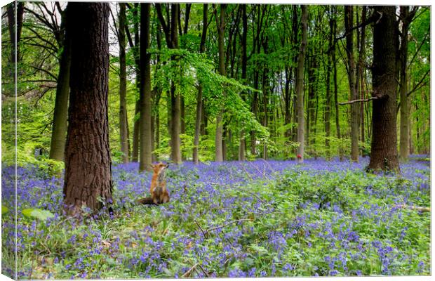 Fox And The Bluebells Canvas Print by Picture Wizard