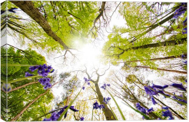 Bluebells In The Wood Canvas Print by Picture Wizard