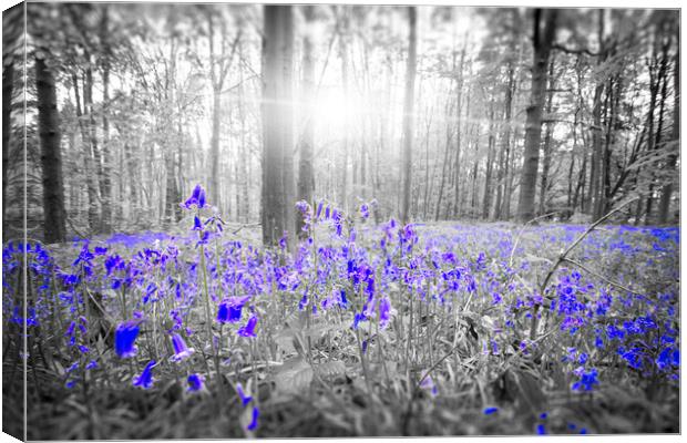 Bluebell Blue Canvas Print by Picture Wizard