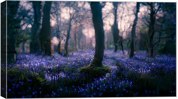 A magical bluebell wood Canvas Print by Picture Wizard