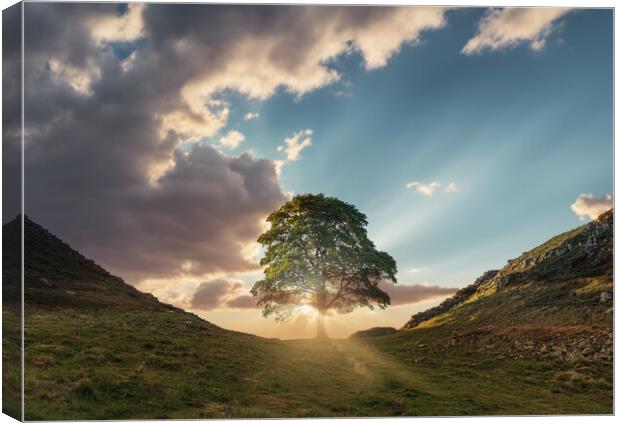 Sycamore Gap Sunrise Canvas Print by Picture Wizard