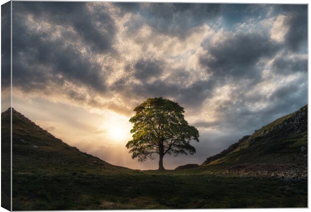 Sycamore Gap Sunrise Canvas Print by Picture Wizard