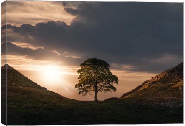 Sycamore Gap Canvas Print by Picture Wizard