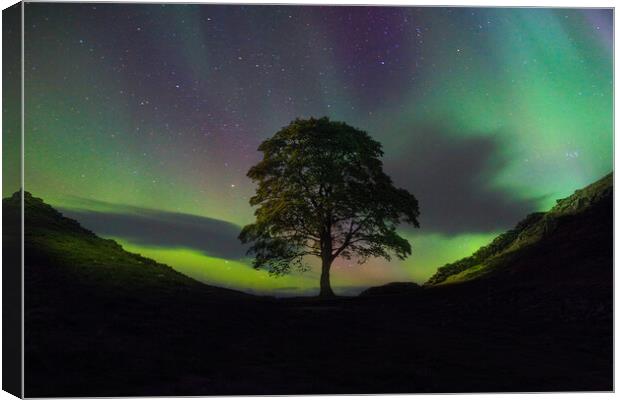 Sycamore Gap Aurora Canvas Print by Picture Wizard