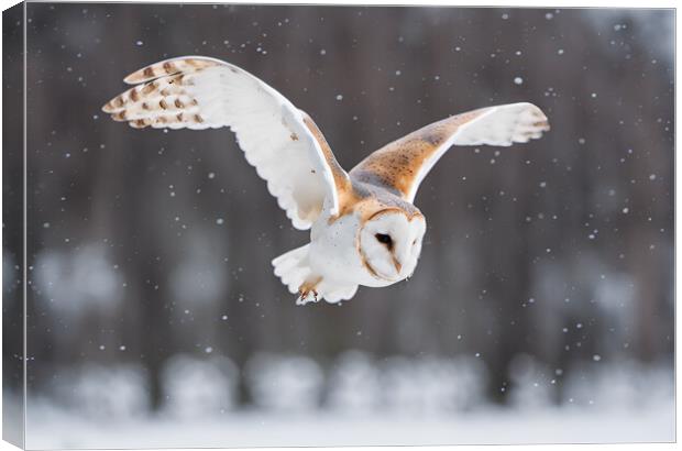 Barn Owl Canvas Print by Picture Wizard