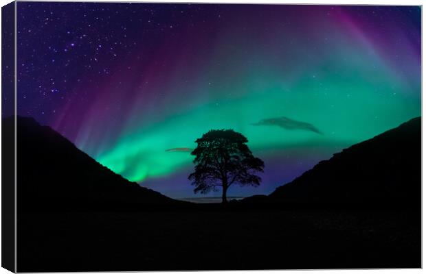 Sycamore Gap Aurora Canvas Print by Picture Wizard