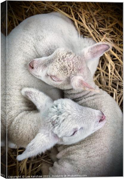 Two Lambs born together Canvas Print by Lee Kershaw