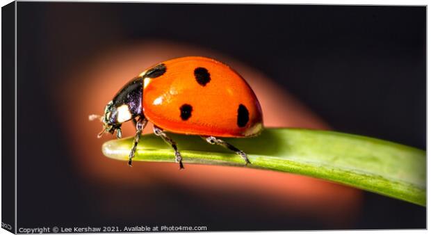 Ladybird macro Canvas Print by Lee Kershaw