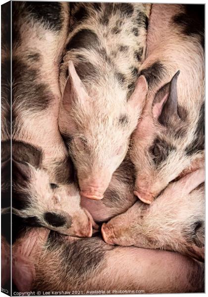 Piglets lay snuggled together Canvas Print by Lee Kershaw