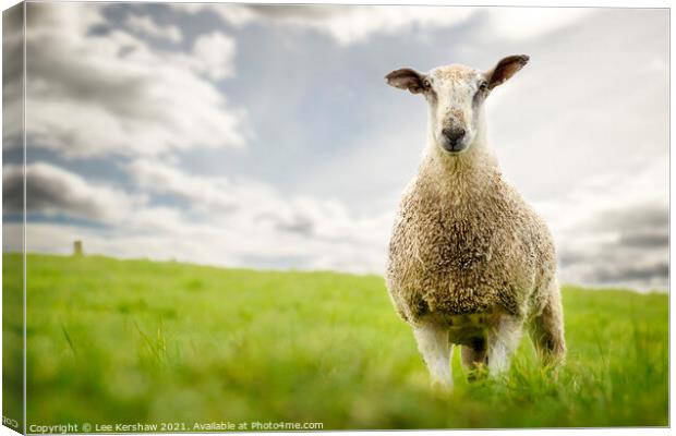 Portrait of blue faced leicester tup Canvas Print by Lee Kershaw