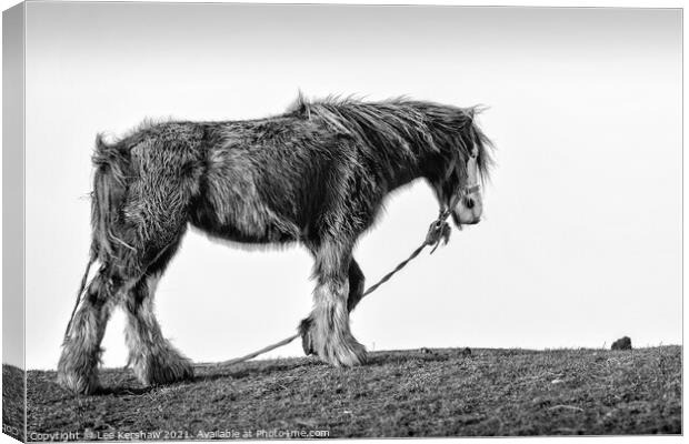 An old coastal horse in Northumberland Canvas Print by Lee Kershaw