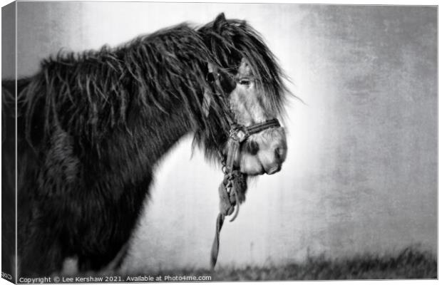 Coastal Northumbrian horse portrait in mono Canvas Print by Lee Kershaw
