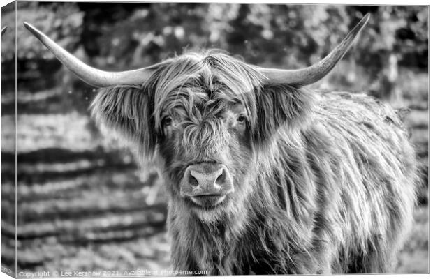 Highland cow mono portrait Canvas Print by Lee Kershaw