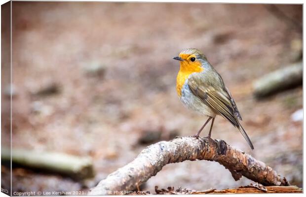 Winter resting Robin Canvas Print by Lee Kershaw
