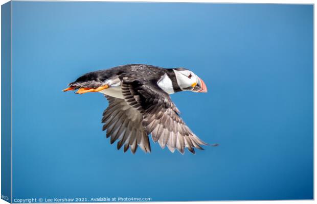 Flying Puffin Farne Islands Canvas Print by Lee Kershaw