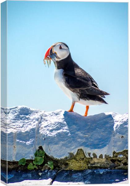 A full catch Puffin  Farne Islands Canvas Print by Lee Kershaw