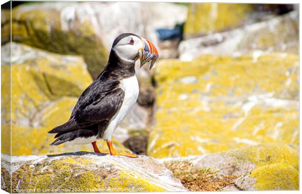 A full catch of Sand Eels Puffin  Farne Islands Canvas Print by Lee Kershaw