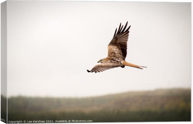 Red Kite over Southern Scotland Canvas Print by Lee Kershaw