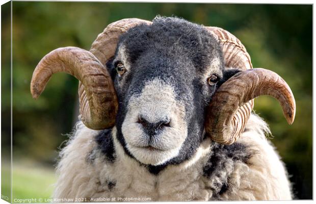 An adorable Black Faced Ram Canvas Print by Lee Kershaw