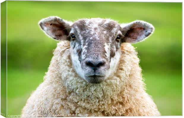 A close up of a sheep standing on top of a lush green field Canvas Print by Lee Kershaw