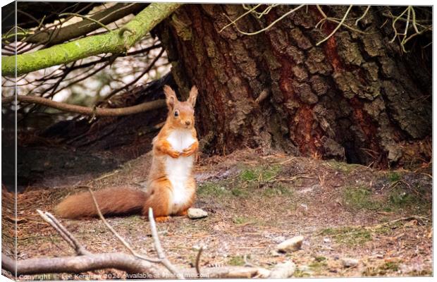 Standing Northumbrian red squirrel Canvas Print by Lee Kershaw
