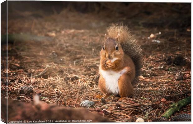 Eating Northumbrian red squirrel Canvas Print by Lee Kershaw