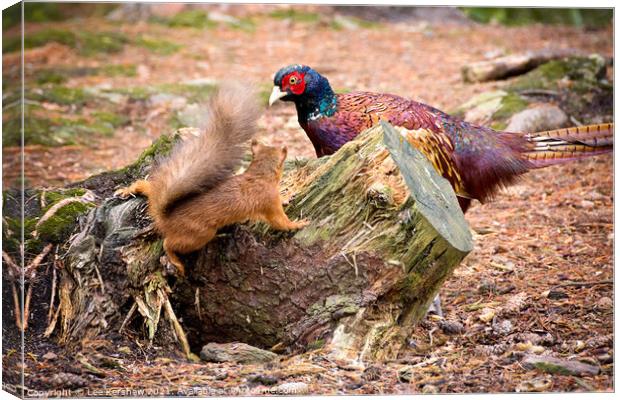 The red squirrel & the pheasant Canvas Print by Lee Kershaw