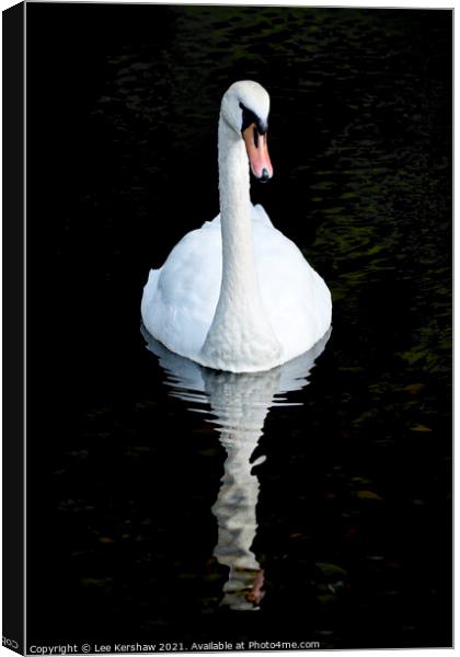 Swan and reflection Canvas Print by Lee Kershaw