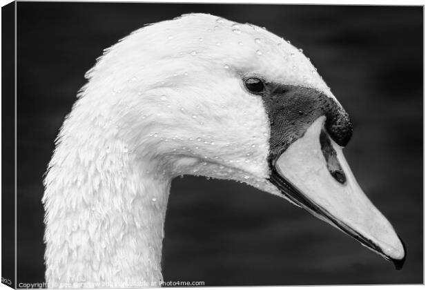 Detailed close up Swan portrait Canvas Print by Lee Kershaw